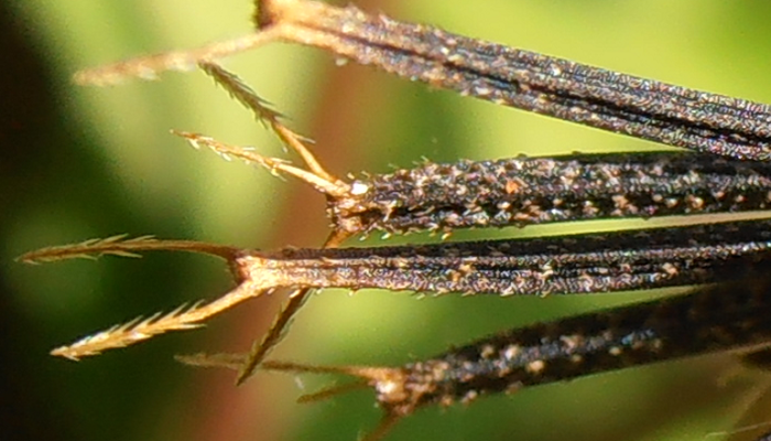 Detalle de la semillas de Bidens pilosa