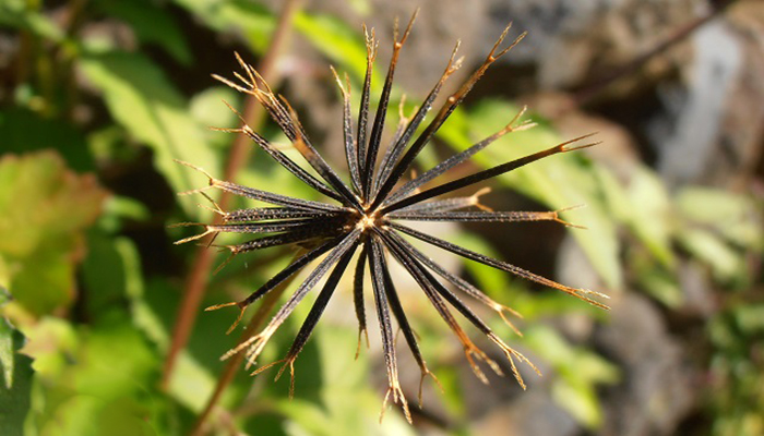 Frutos de Bidens pilosa