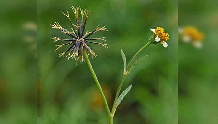 Cadillos (Bidens pilosa)