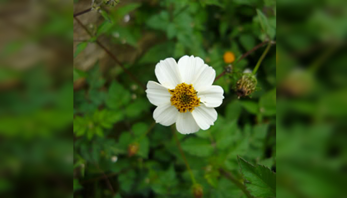 Flor de Cadillos (Bidens pilosa)