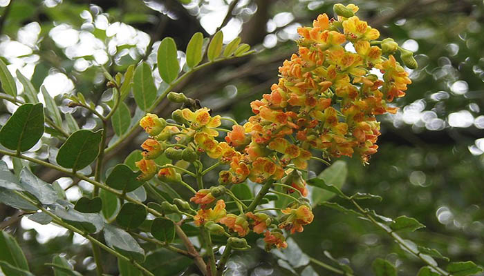 Caesalpinia