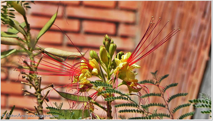 Caesalpinia gilliesii