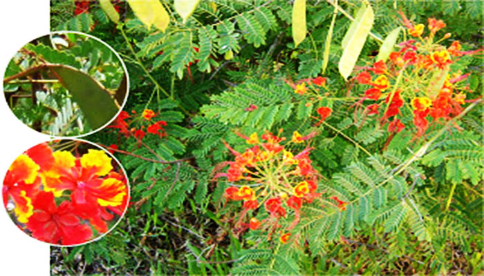 Caesalpinia pulch 