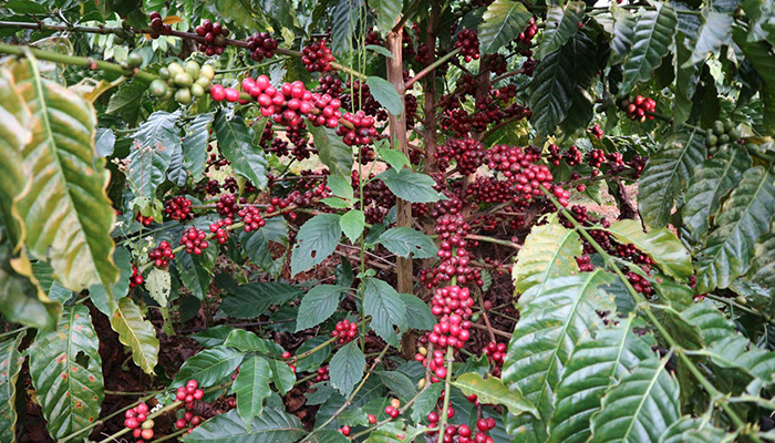 Café. Origen. Descripción, Variedades,
Cultivo, Cuidados Y Usos