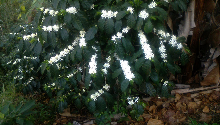 Planta de café con sus flores