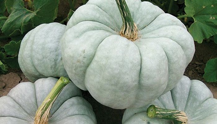 Calabaza ceniza