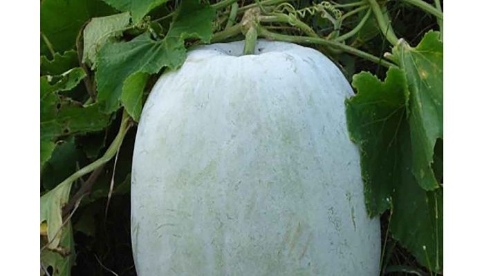 Calabaza de Ceniza