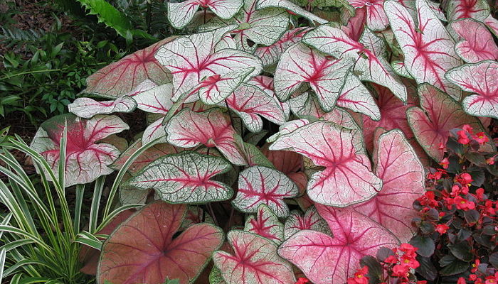 caladium