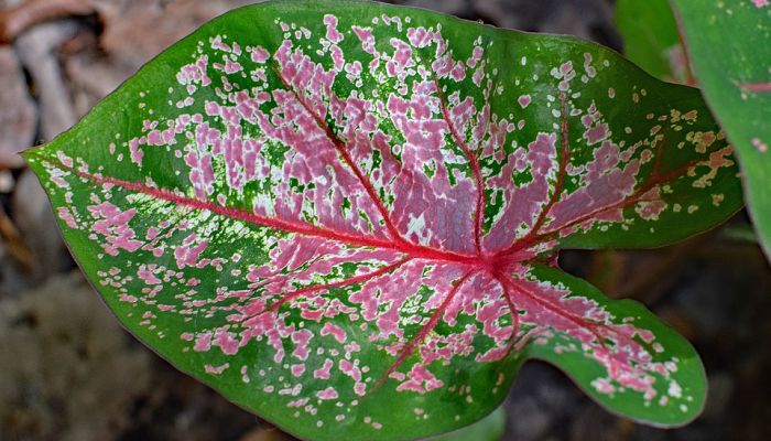 caladium