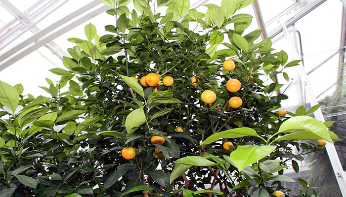 Calamondín (Citrofortunella microcarpa)