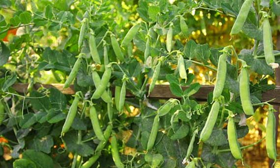 Bulbos de primavera: qué plantar en octubre y cómo