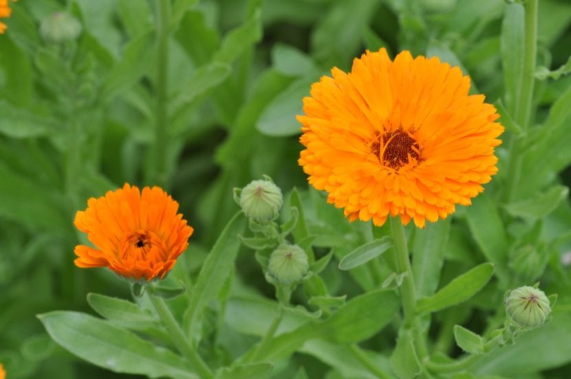 Planta de Calendula officinalis