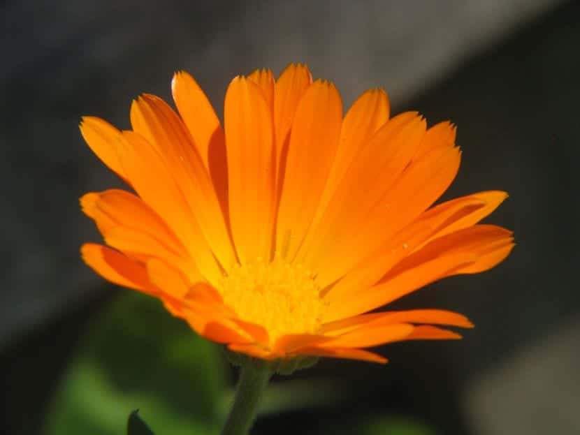 Flor de Caléndula