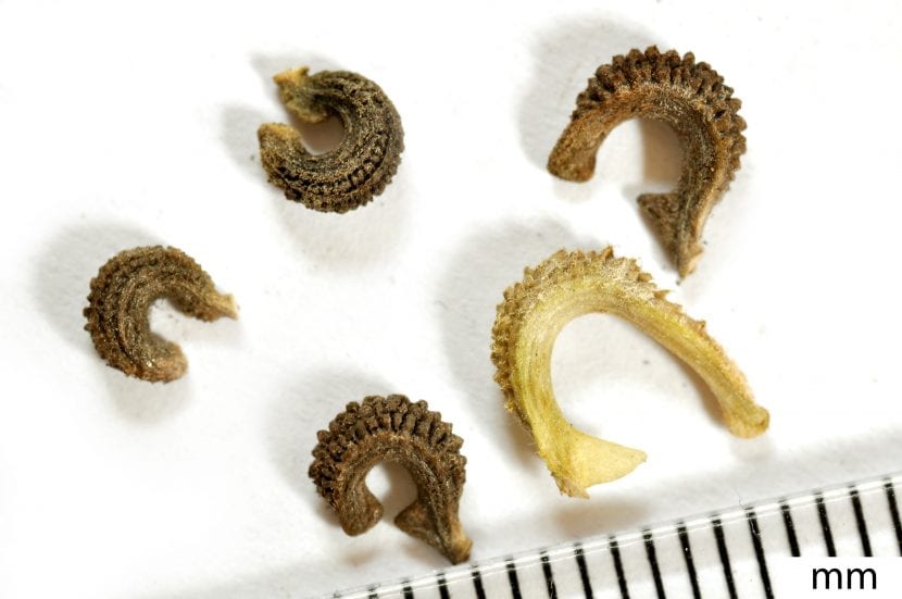 Semillas de caléndula