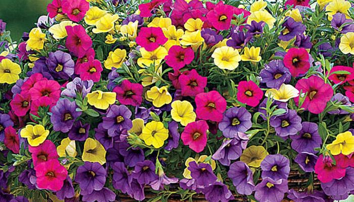 calibrachoa