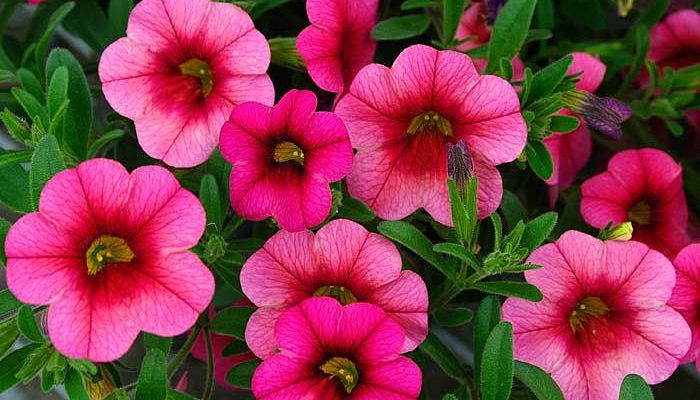 Calibrachoa. Origen, Descripción,
Cultivo, Cuidados, Propiedades