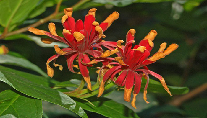 Calicanto (Calycanthus floridus) 