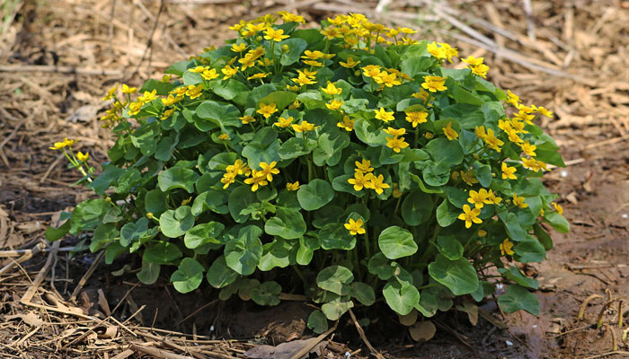 Caltha palustris