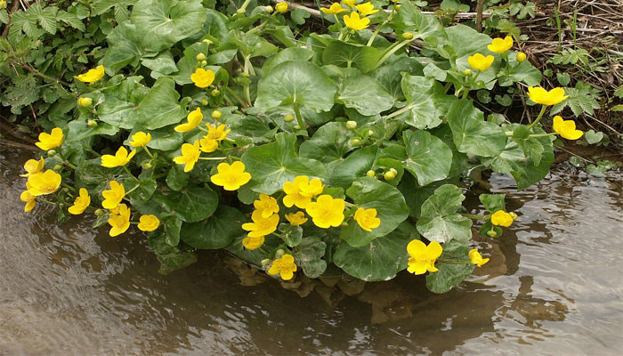 Esta planta puede crecer en agua