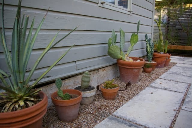 Trasplantar cactus grandes y plantarlos en el jardín