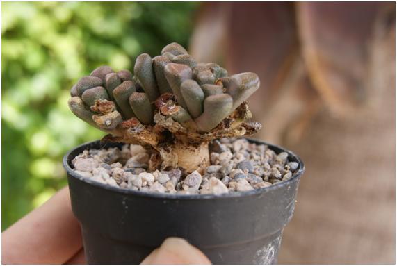 Cambio de Macetas y Trasplante de Cactus