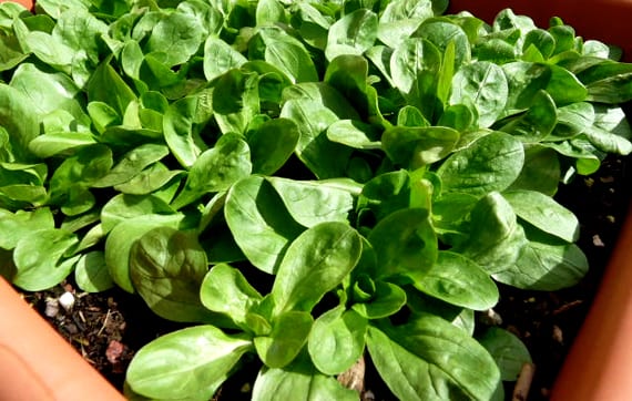 Cultivar canónigos en maceta: la ensalada del invierno
