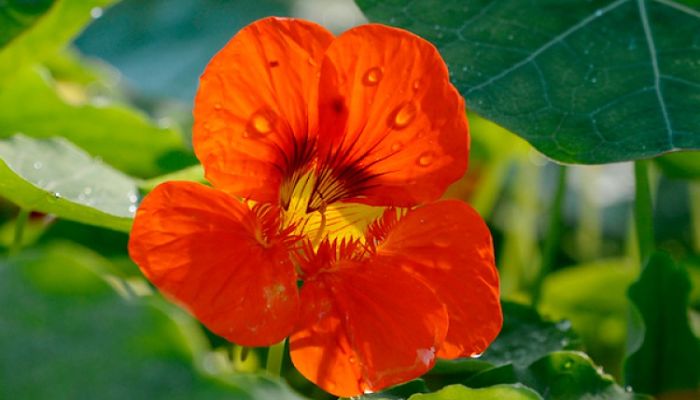 Capuchina Canarias, Origen, Descripción,
Cultivo, Cuidados, Propiedades