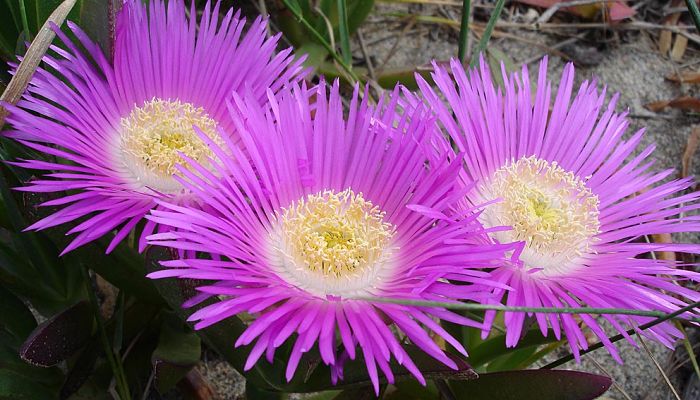 Carpobrotus