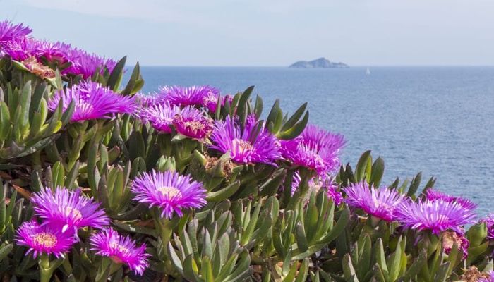 Carpobrotus