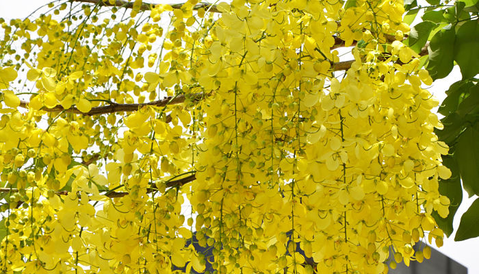 Cassia. Origen, Descripción, Cultivo,
Cuidados, Propiedades