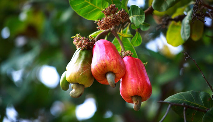 Frutos de castañas de Cajú