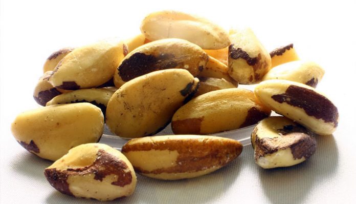 ️ Castaña del Brasil. Origen, Descripción, Cultivo, Cuidados Y Usos ...