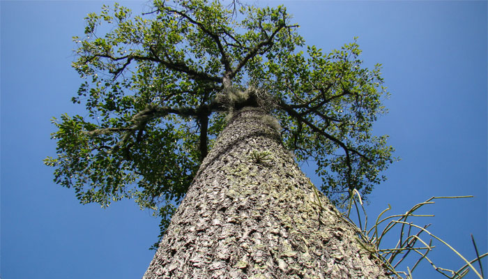 Castaña del Brasil (Berholletia excelsa)