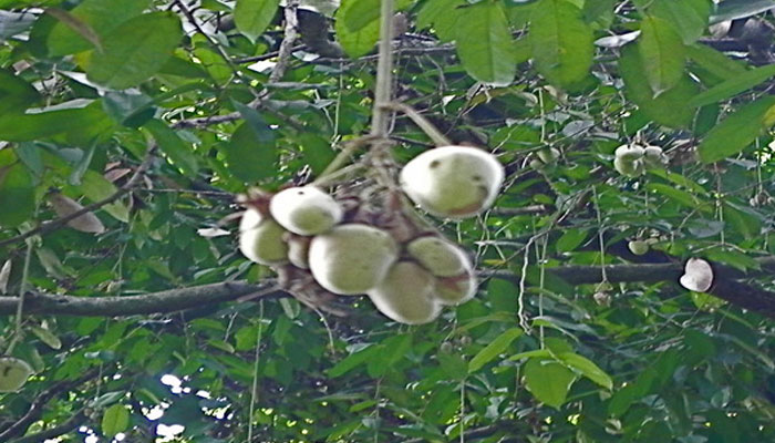 Castaña péndula (Couepia longipendula)