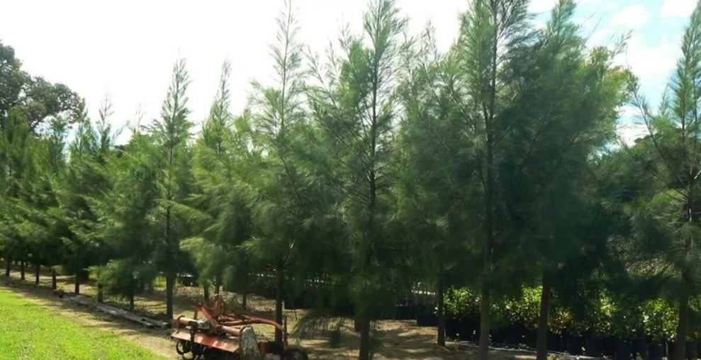 casuarina