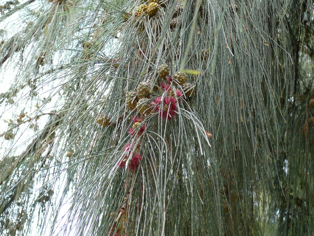 Casuarina: tipos, características,
tamaños, variedad y colores…