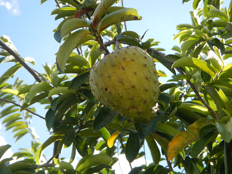 Annona muricata