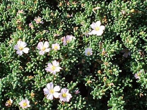Frankenia laevis