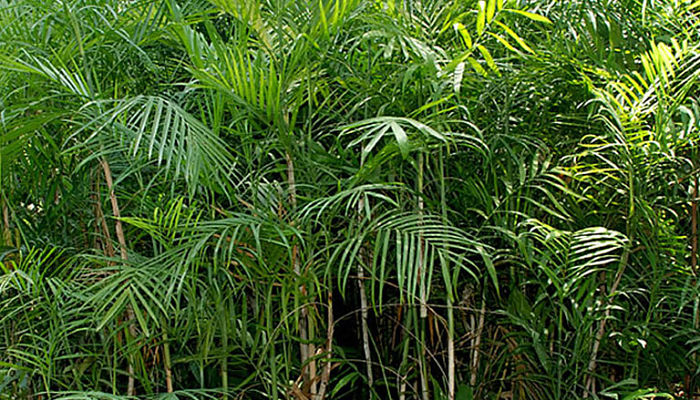 Chamaedorea. Origen, Descripción,
Cultivo, Cuidados, Propiedades