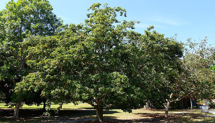 Chico zapote (Manilkara zapota) 