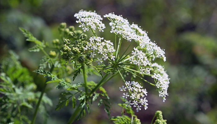 cicuta canadiense