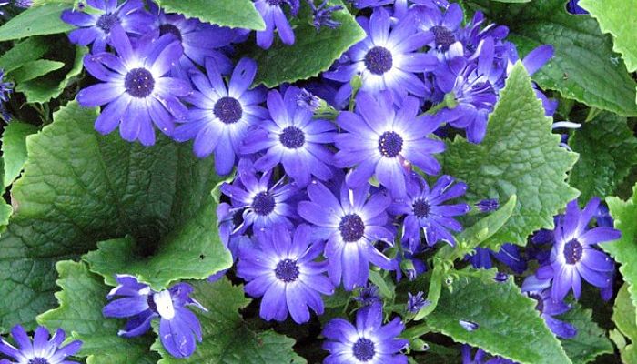 cineraria