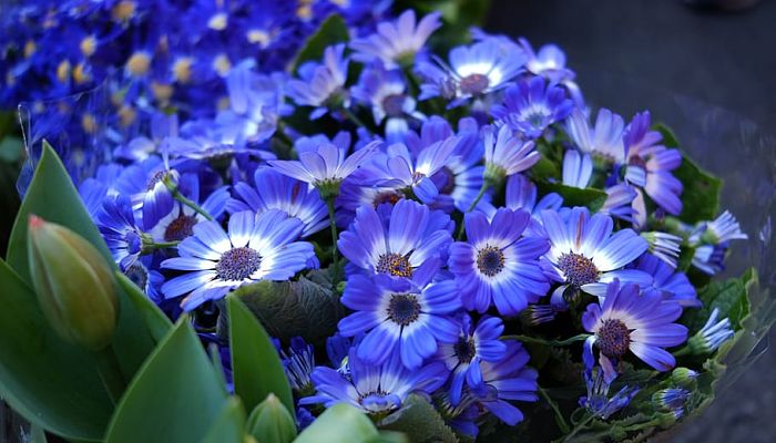 cineraria