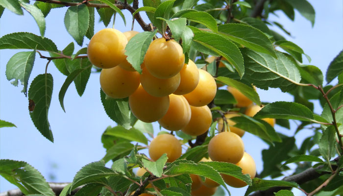 Ciruelo europeo (Prunus domestica)