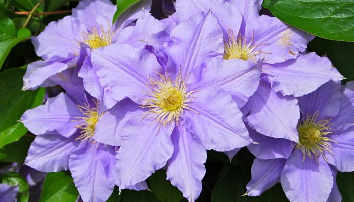 Clematis