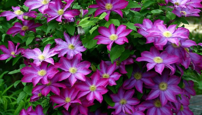 Clematis