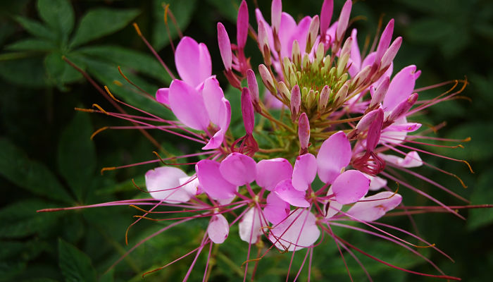 Cleome