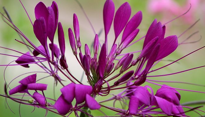 Cleome