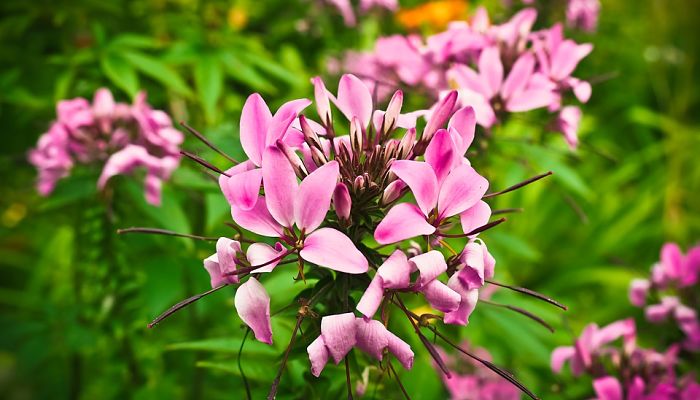 Cleome