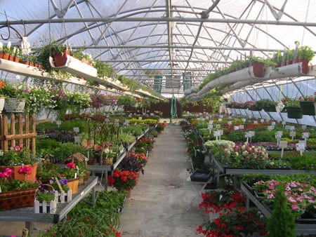 El clima en los invernaderos: la luz que llega al cultivo